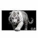 WUPRO Cinema Gallery Evo UST2 CBSP High-Contrast Fixed-Frame Screen for UST Projectors