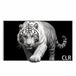 WUPRO Cinema Gallery Evo UST2 CBSP High-Contrast Fixed-Frame Screen for UST Projectors